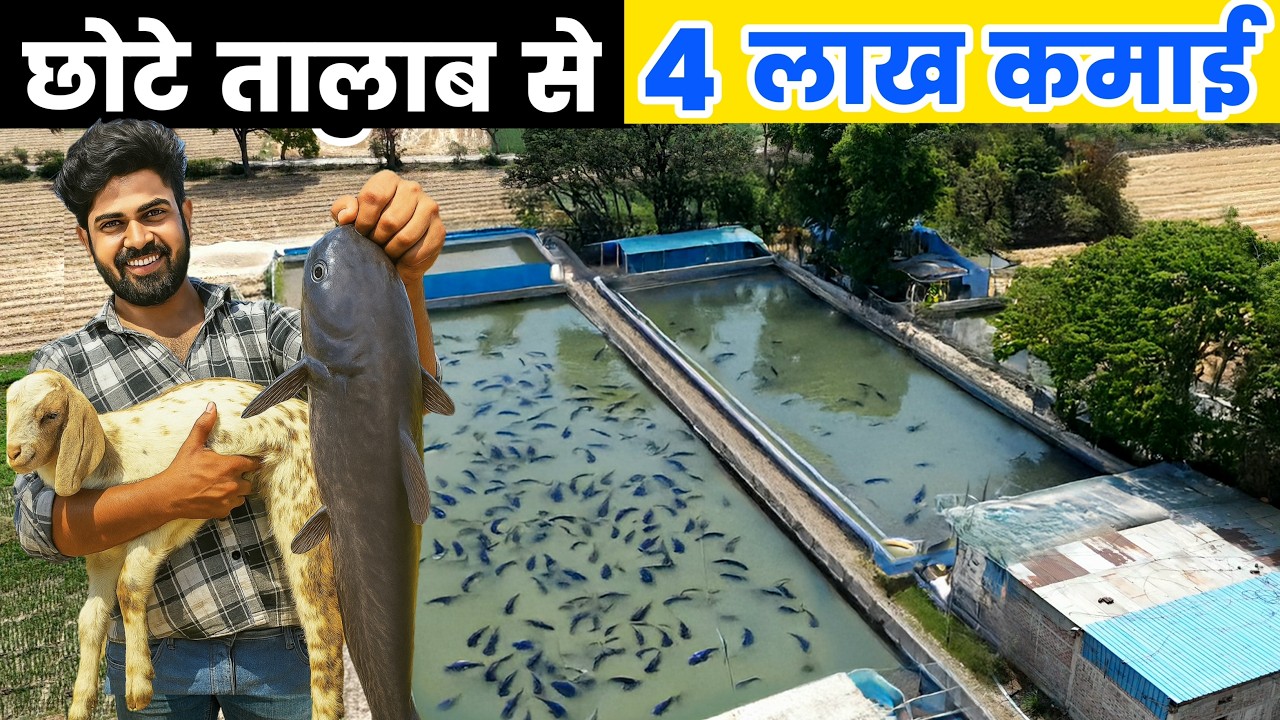 मांगुर मछली पालन की संपूर्ण जानकारी । Mangur Fish Farming in Madhya Pradesh