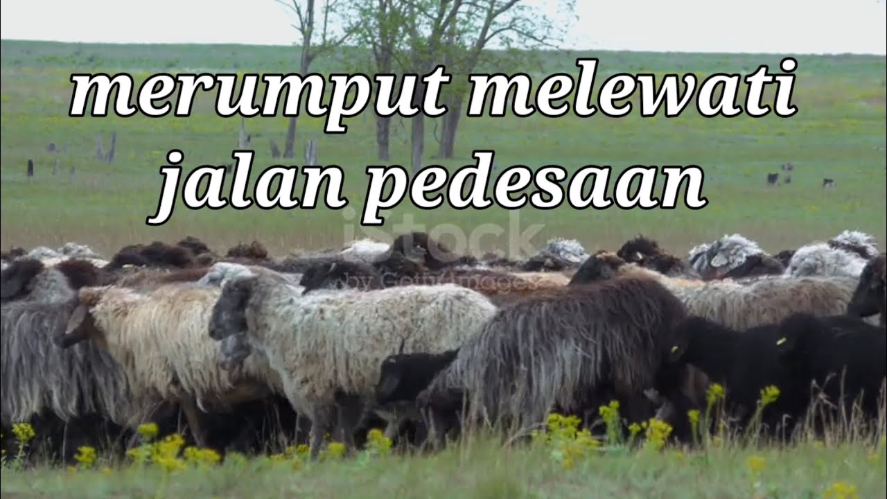 Video kawanan Domba berbaris di Medan berbatu untuk mencari pakan rumput 