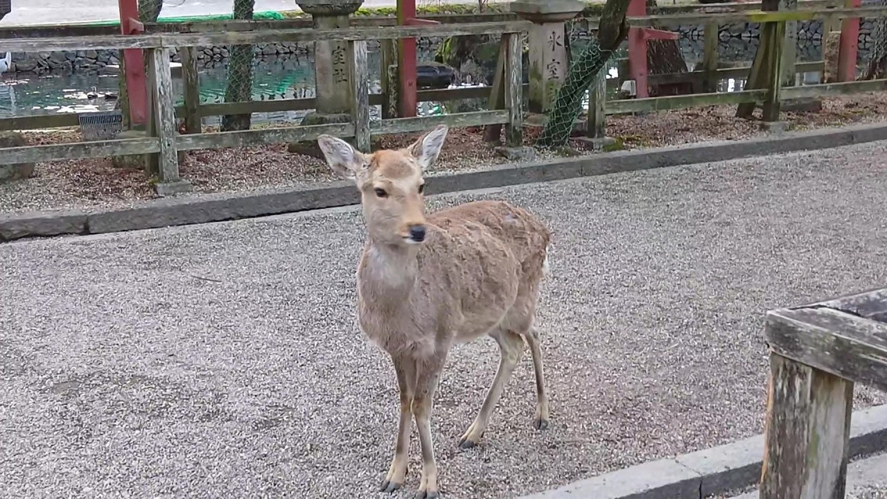 Deer of Nara Park #235 奈良公園の鹿さん