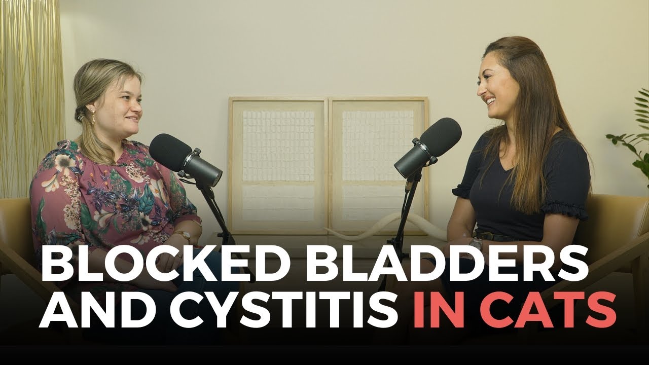 Emergency Management and&nbsp;Prevention of Blocked Bladders and Cystitis in Cats