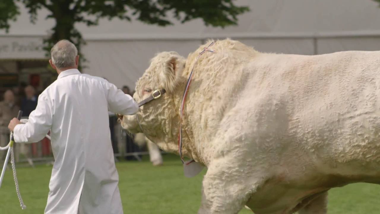 Royal Three Counties Show 2016 Highlights