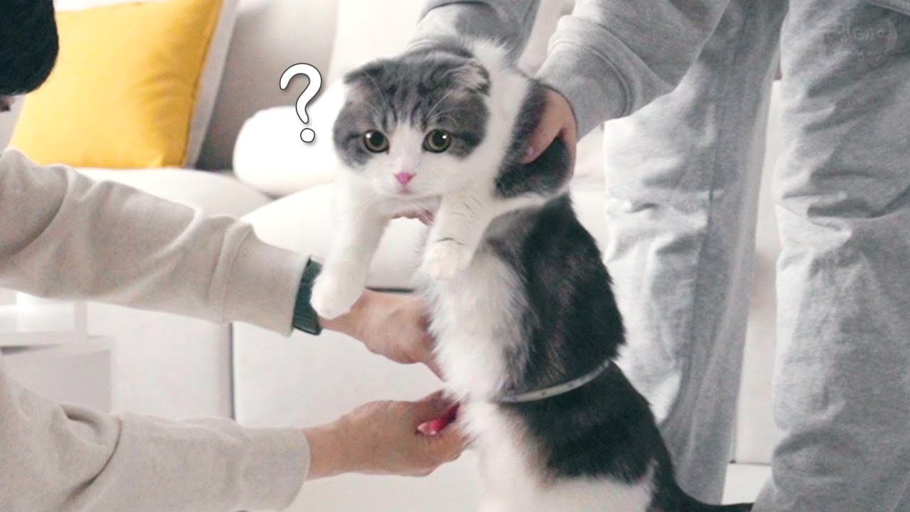고양이 실제 사이즈를 재봤어요