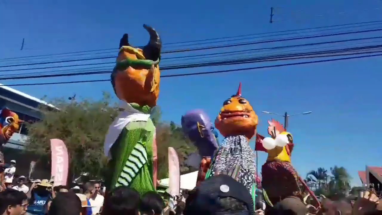 Payasos Pata e' Buey 14 de Enero fiestas típicas Santa Cruz 2024 Recorrido semi-completo