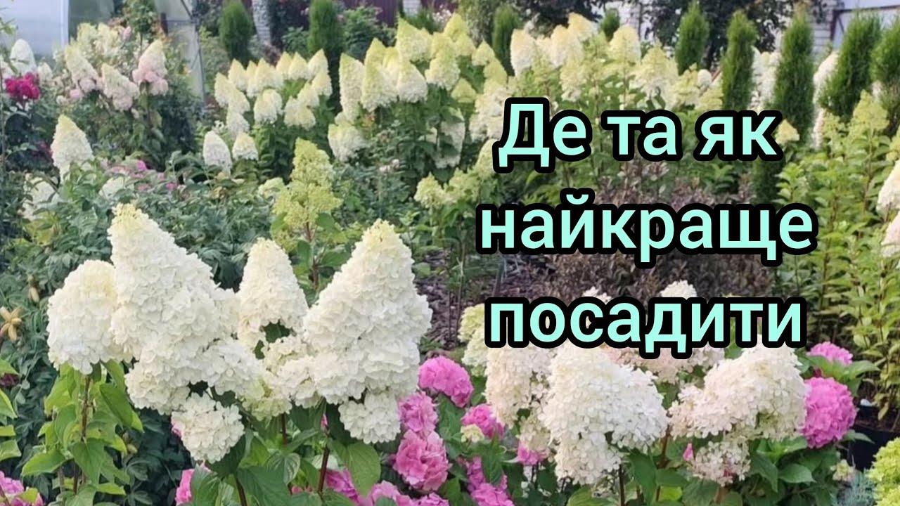 Де та як правильно посадити волотисту та широколисту гортензії 