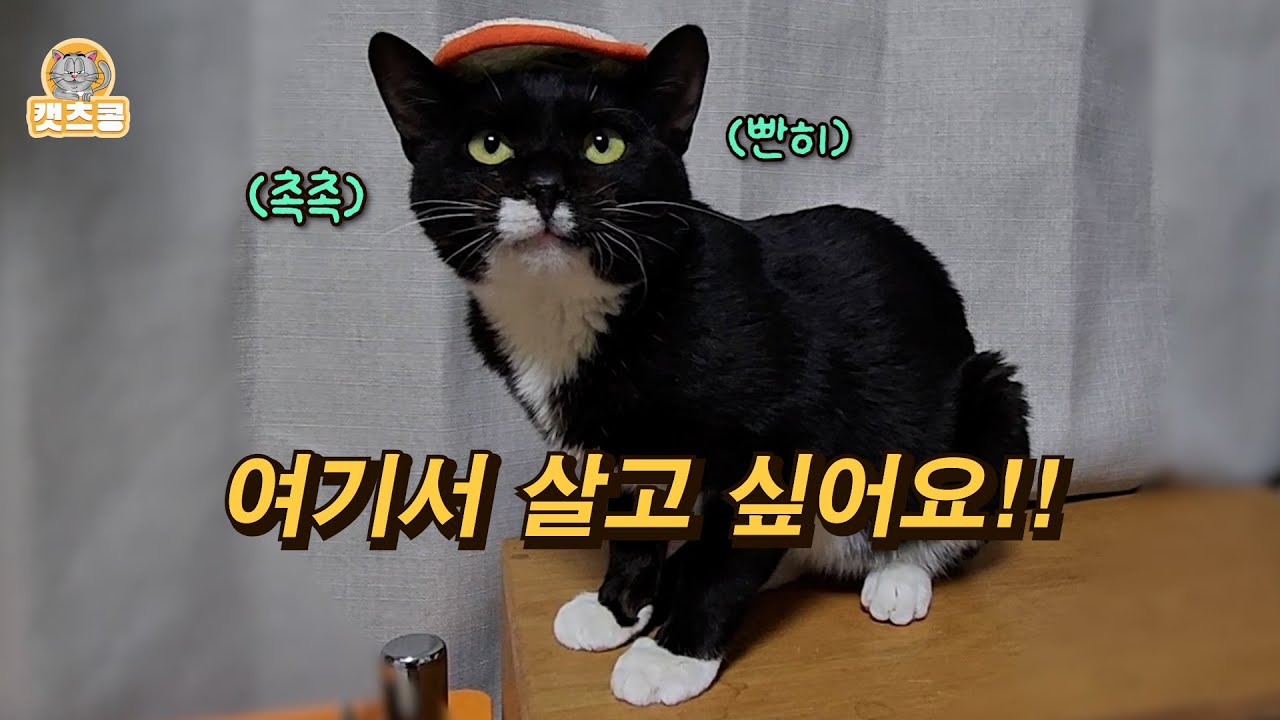 다쳐서 구조한 고양이가 집 안에 있는 게 너무 좋아서 어쩔 줄 몰라한다. . .😁