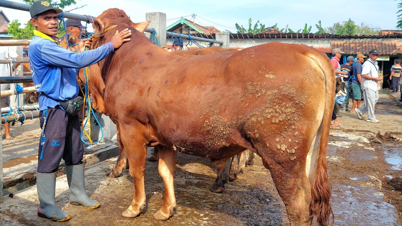 19.500‼️ LIMOUSIN SUPER GANTENG HARGA MURAH Pasar Sapi Jetis Ponorogo