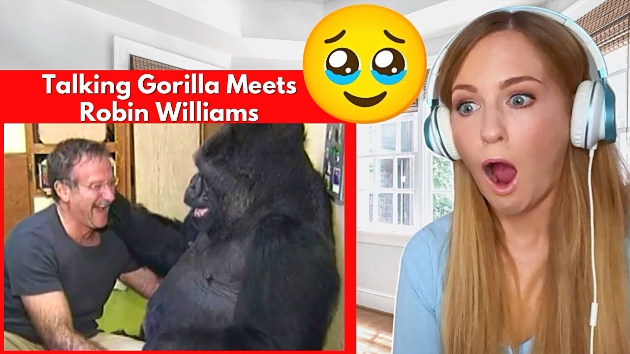 Koko The Talking Gorilla | Irish Girl Reaction