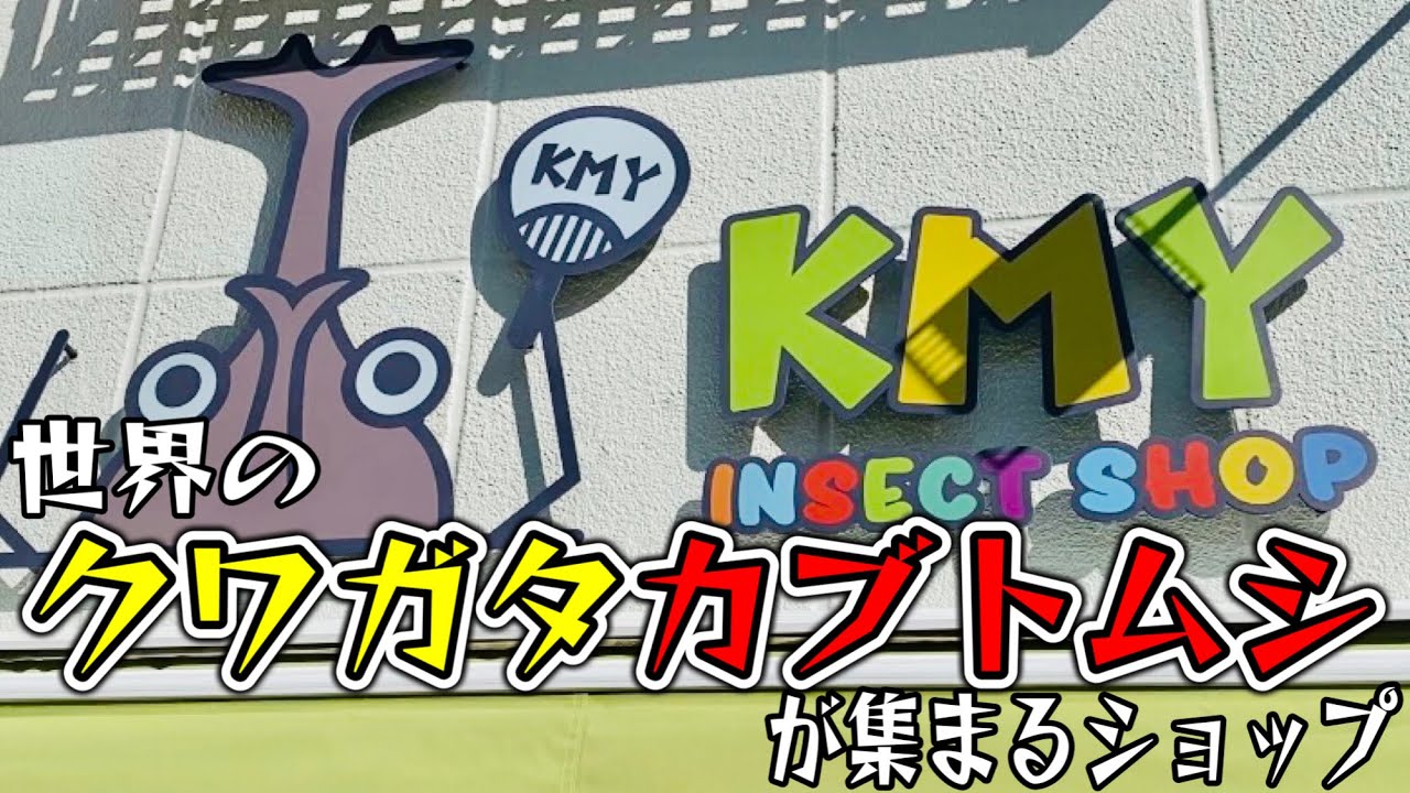【KMY INSECT SHOP】新しく開店した昆虫ショップが素敵すぎた！！！