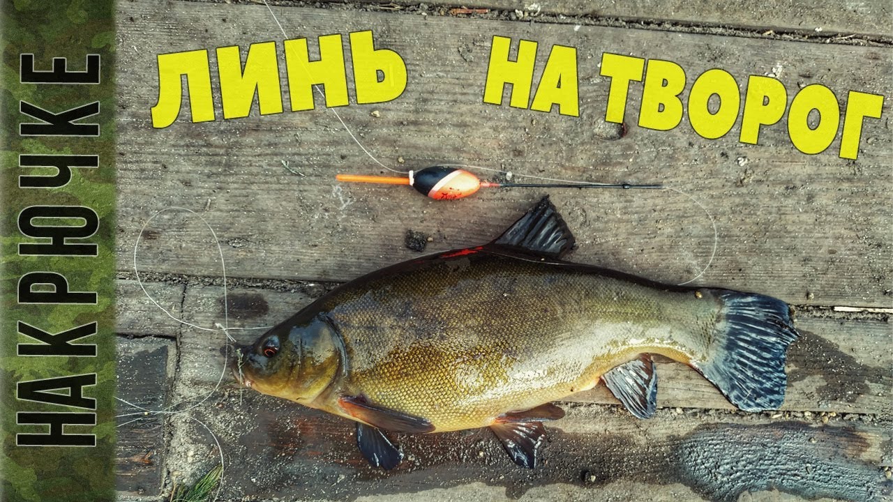 Река Кривой Кушугум. Ловлю линя на творог. В улове черепаха.
