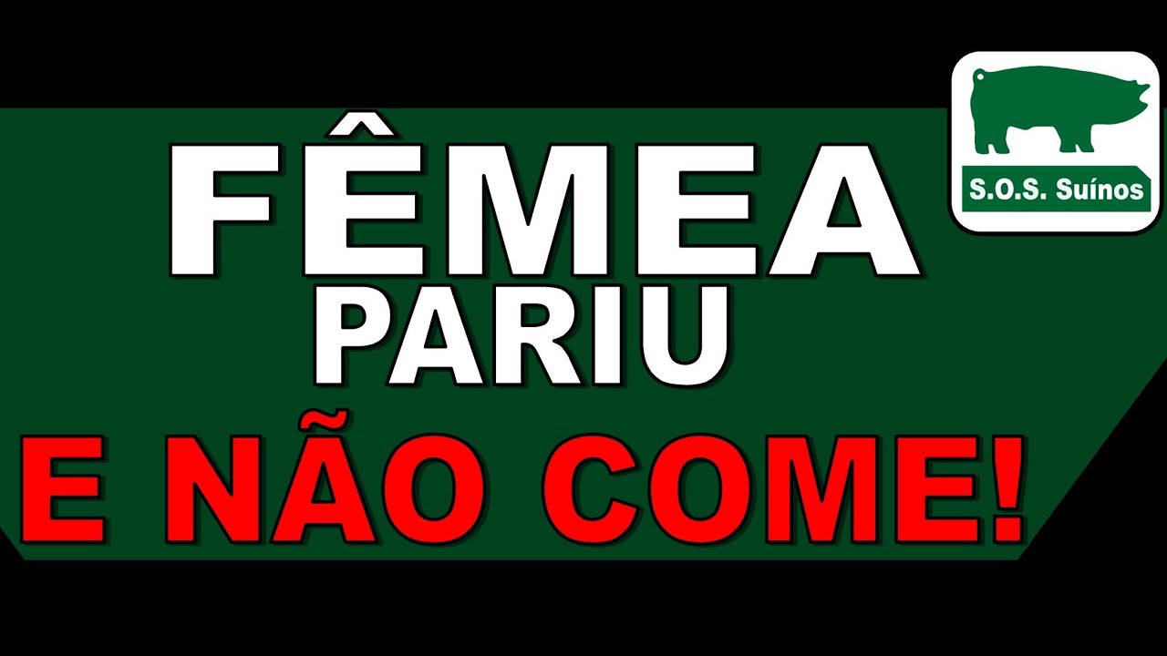 SOS SUINOS - SUINOCULTURA: A FÊMEA PARIU E NÃO COME