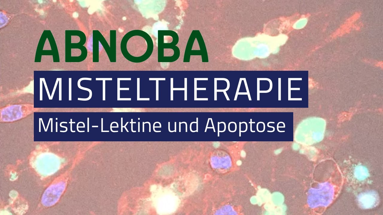 Misteltherapie ABNOBA forscht zur Apoptose von Krebszellen