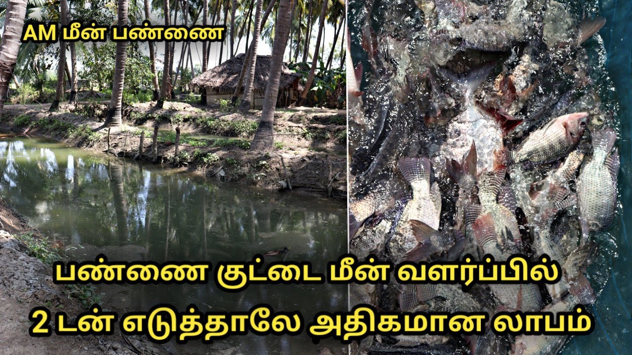 பண்ணை குட்டை மீன் வளர்ப்பு || AM fish farm || aquaculture || Uzhavan magan