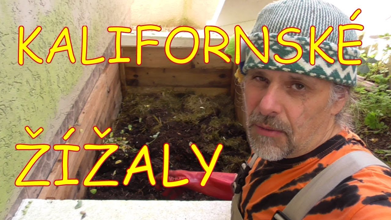 Kalifornské žížaly rok po přestěhování