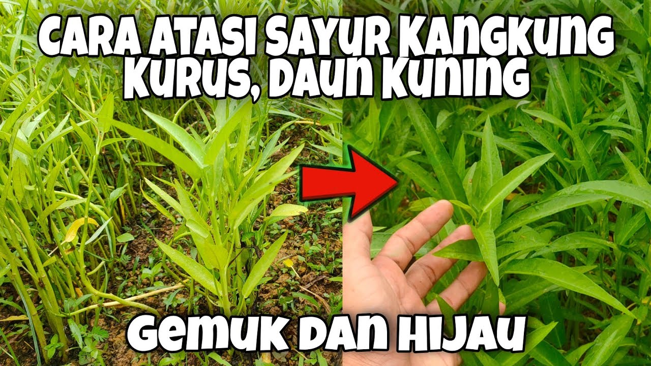 Batang Kurus, Daun Kuning Ini Cara & Pupuk Kangkung Agar Subur Kembali