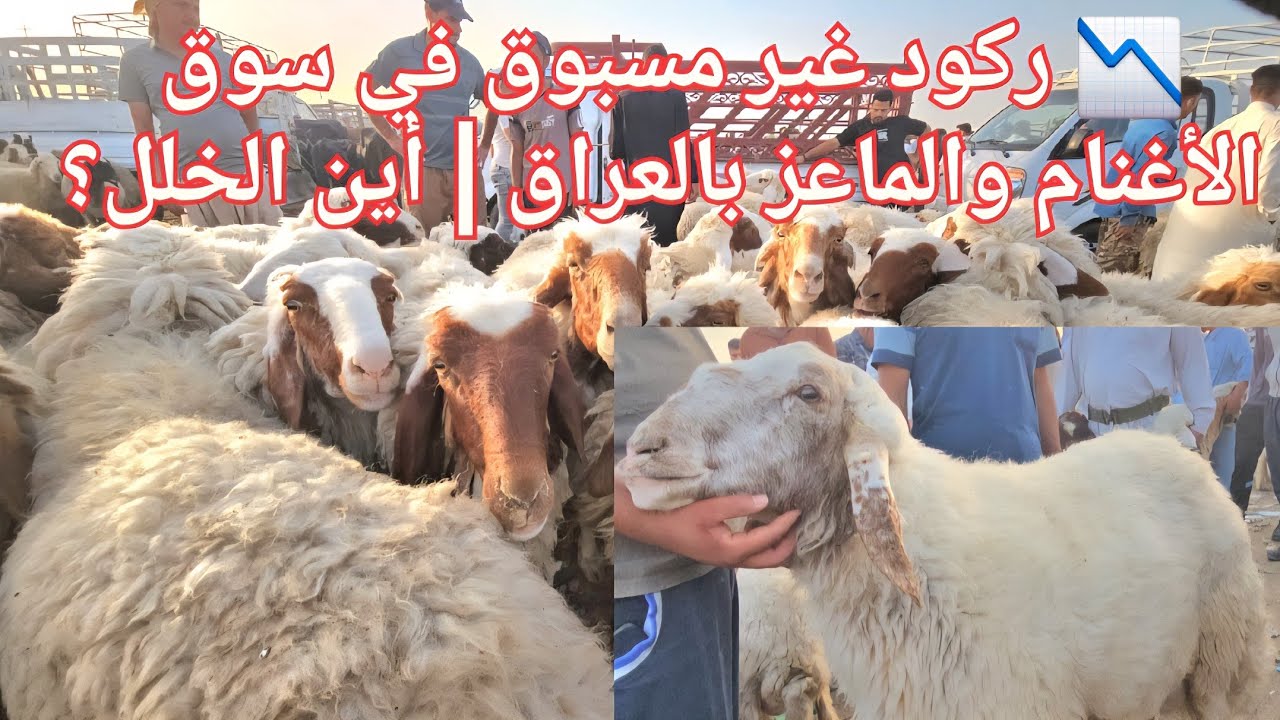 📉 ركود غير مسبوق في سوق الأغنام والماعز بالعراق | أين الخلل؟