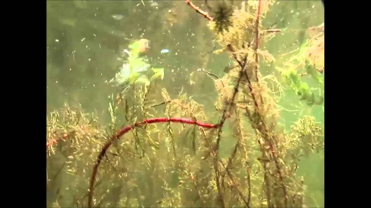 Dahlberg Diver Frog River2Sea Produktvideo 1