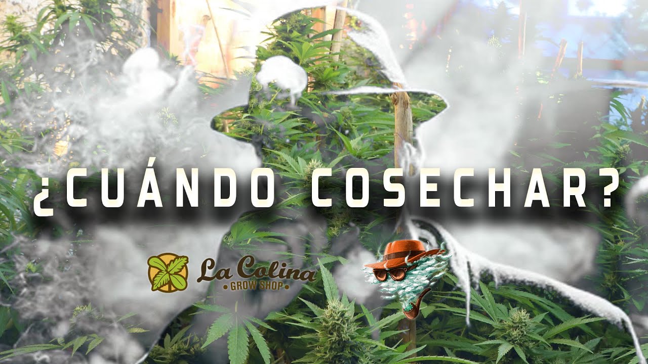 CANNABIS: PUNTO DE CORTE Y COSECHA