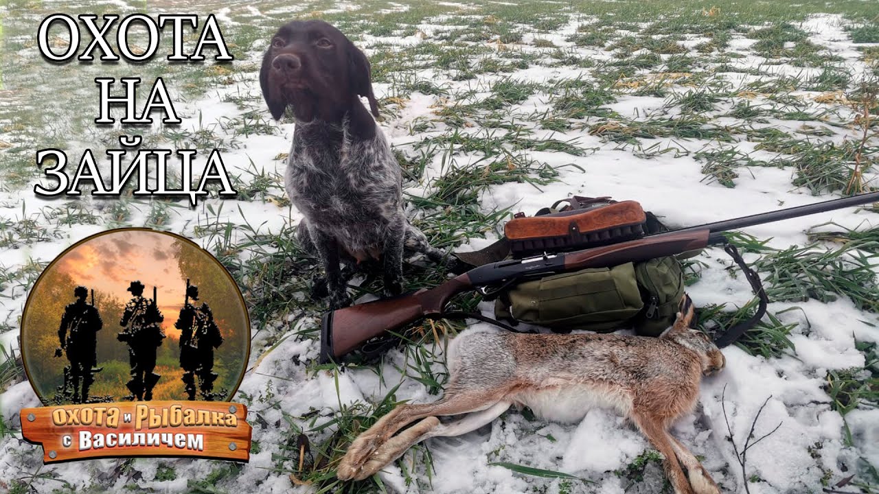 Охота на зайца. Benelli Raffaello первый трофей.