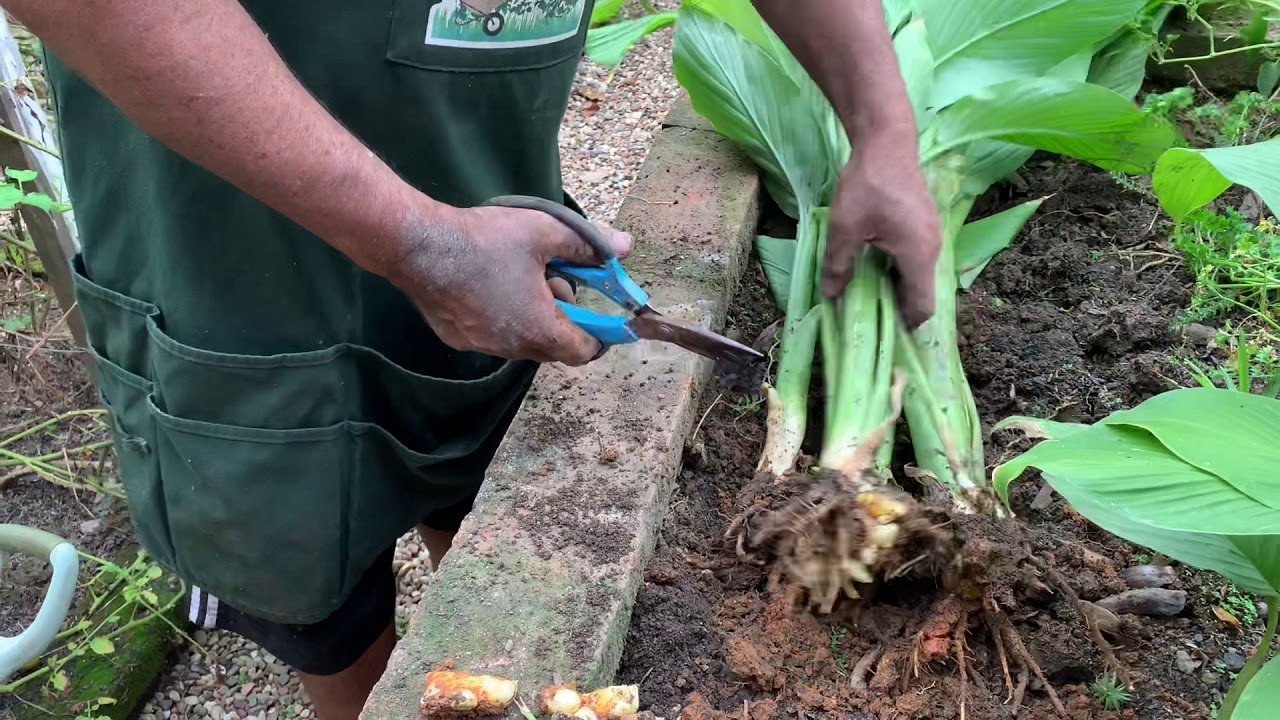 Como plantar açafrão da terra (cúrcuma ou mangarataia)