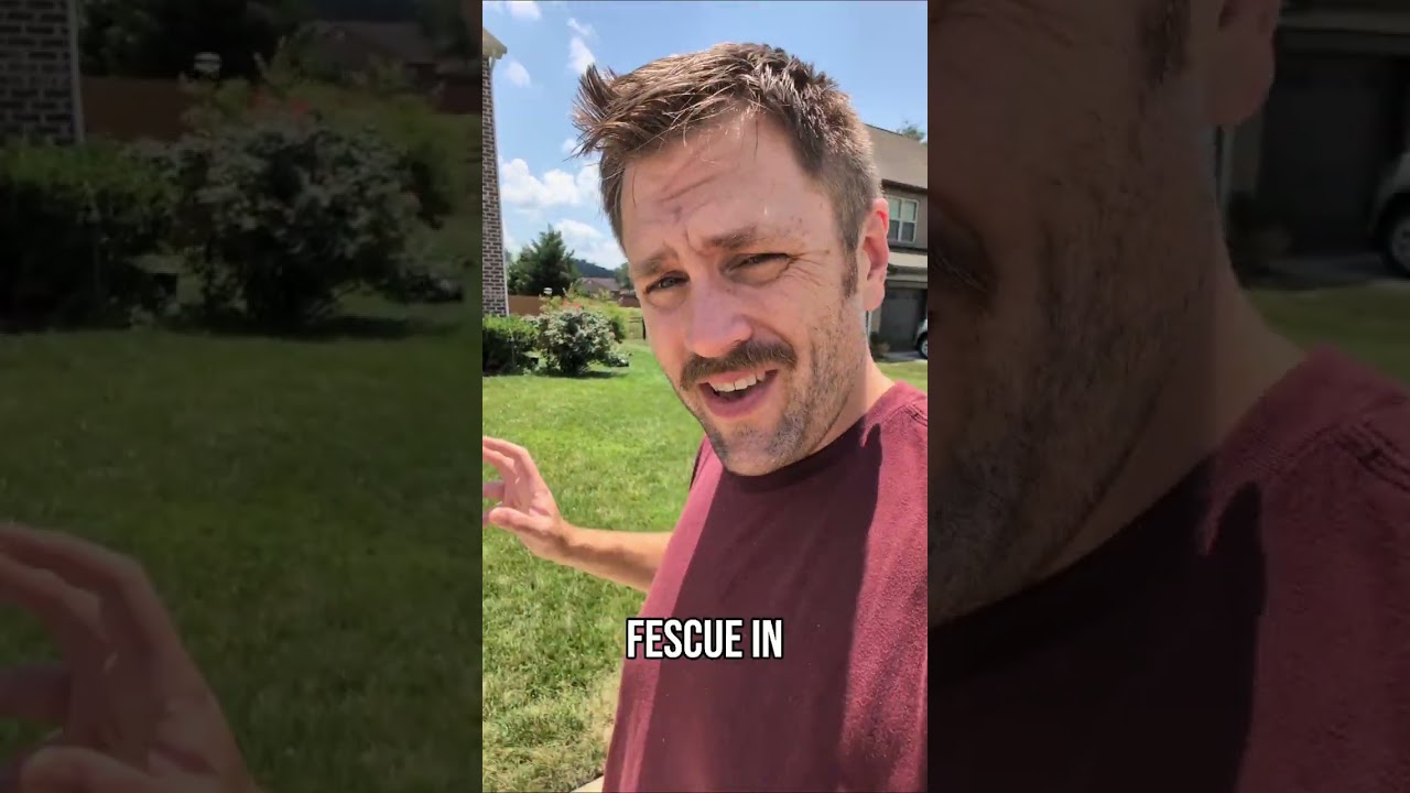Why Is My Lawn Dying? Summer Lawn Care Tips