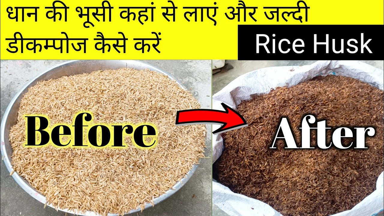 धान की भूसी को जल्दी डीकम्पोज कैसे करें रिजल्ट के साथ देखें/How To Decompose Rice Husk with result..
