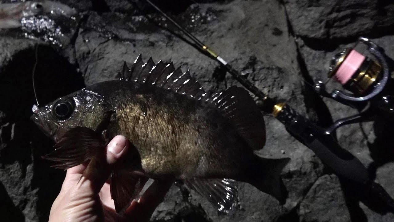 夜磯でイカ釣りながらアジングしてみたら大爆釣