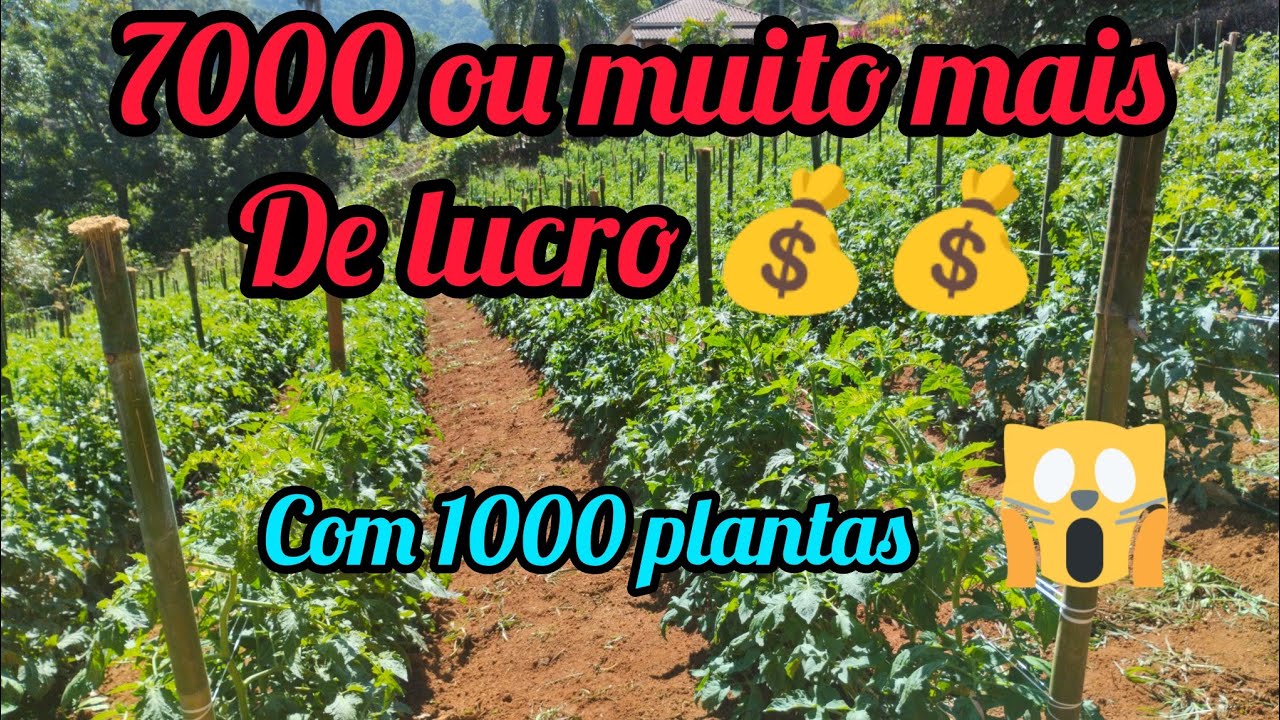 7000 ou muito mais de lucro com 1000 pés de tomate 🍅 plantado!💰