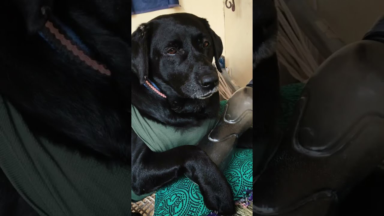 Sonal Rawal is live! cute#Labrador#black#🥰🤟female#🦮 Princy#🥰