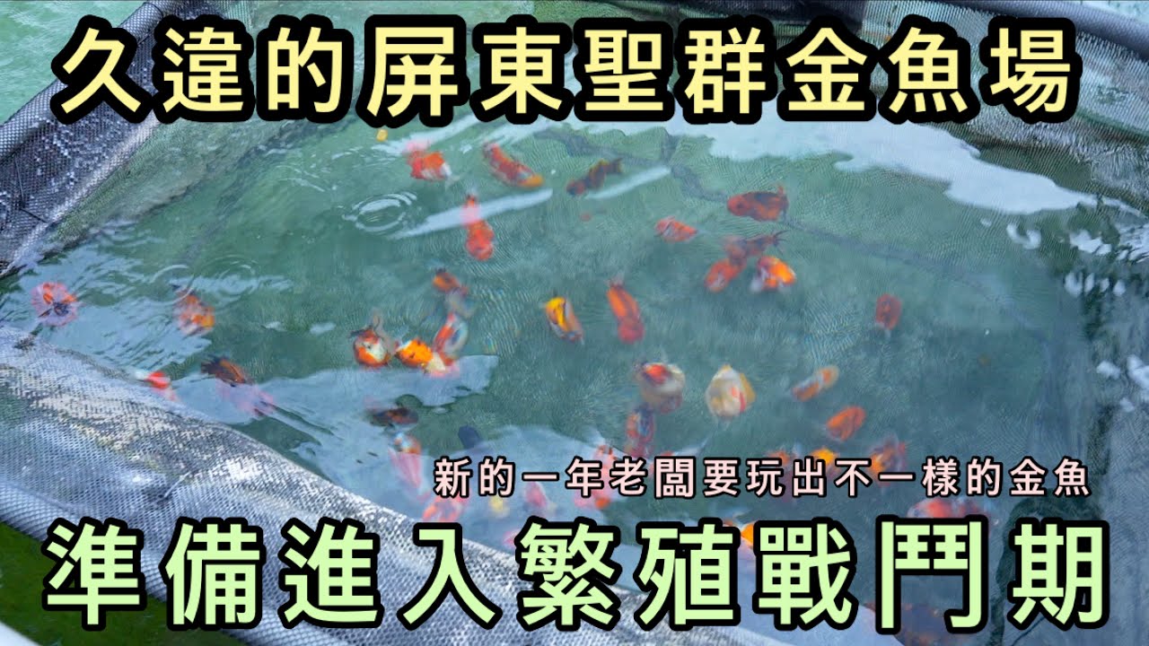 金魚系列-屏東超大金魚場聖群金魚場，明年準備推出不一樣的金魚，準備進入繁殖戰鬥期