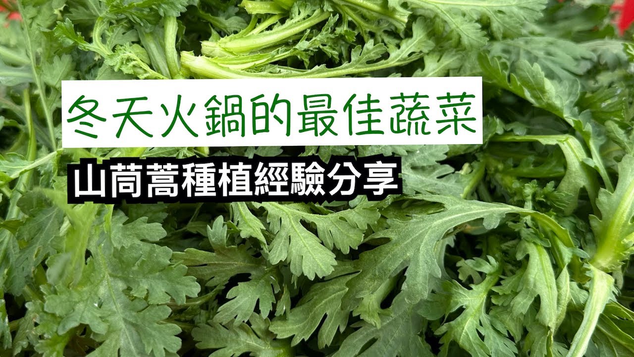 山茼蒿種植經驗分享