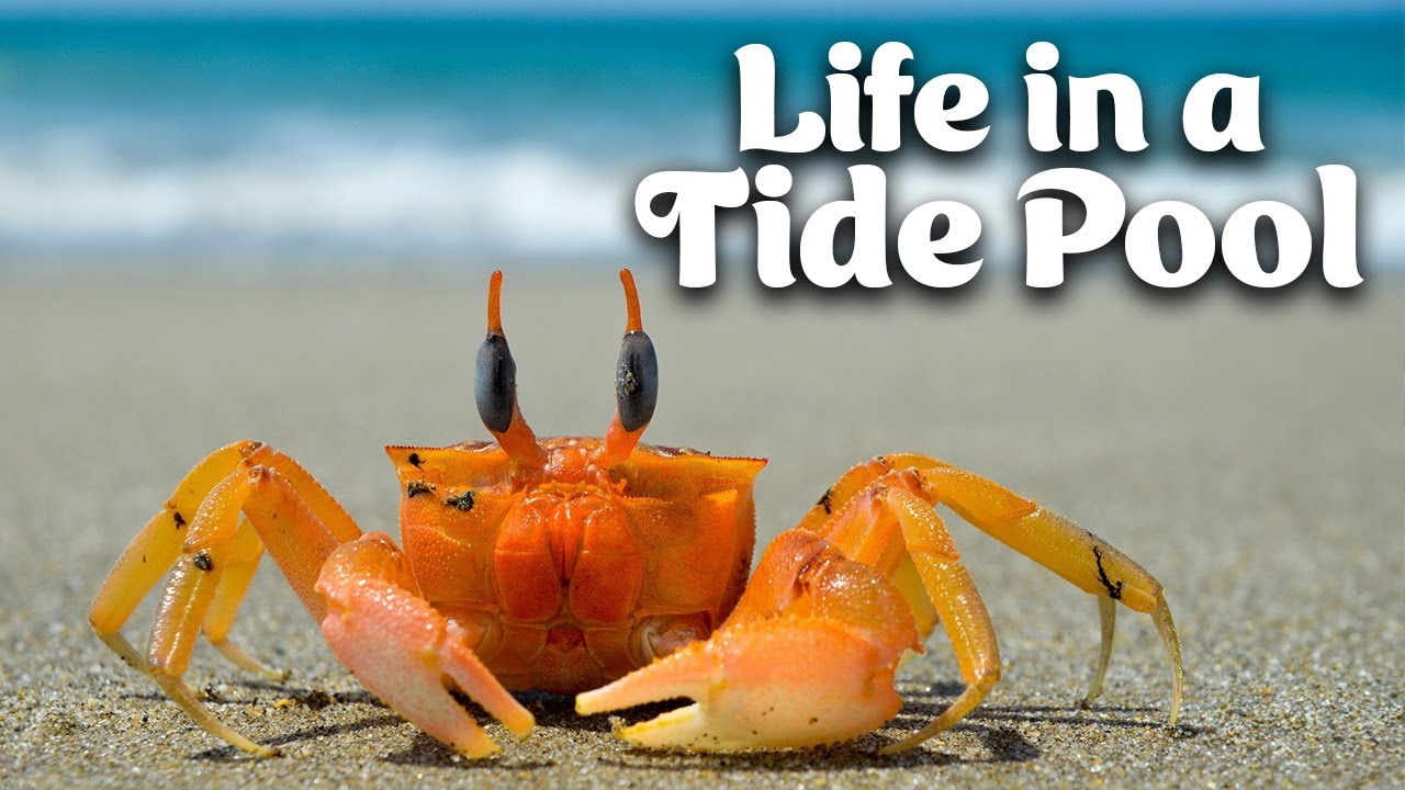 Crabs and Lobsters | Life In A Tide Pool