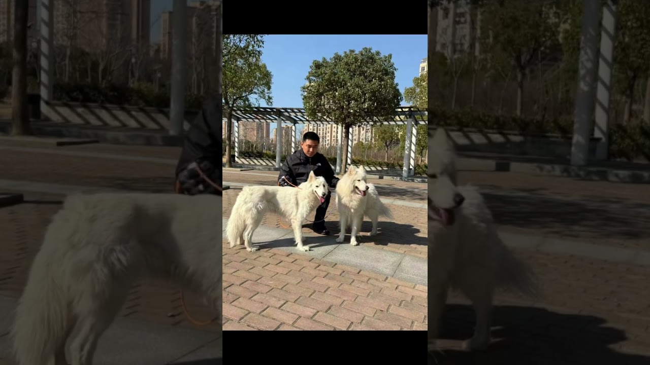 Samoyed dog