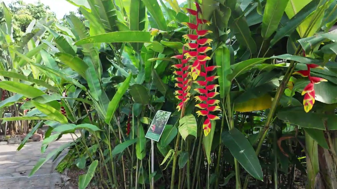 Singapore Botanic Garden 4K