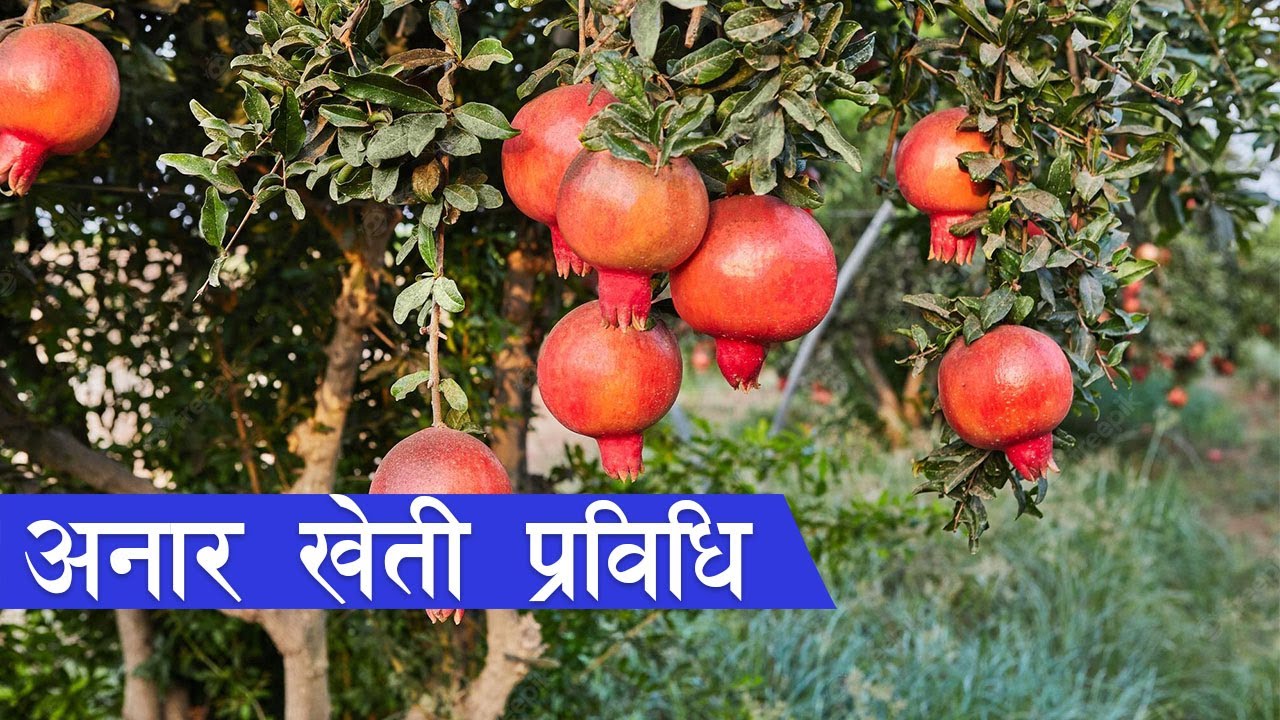 अनार खेतीबाटै मासिक लाखौं कमाउन सकिन्छ || Anar Kheti in Nepal ||
