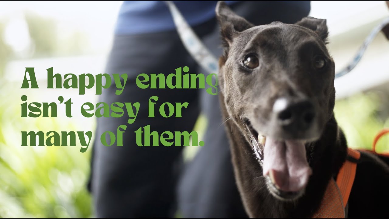 A FOREVER HOME… WILL IT BE MY TURN SOMEDAY?