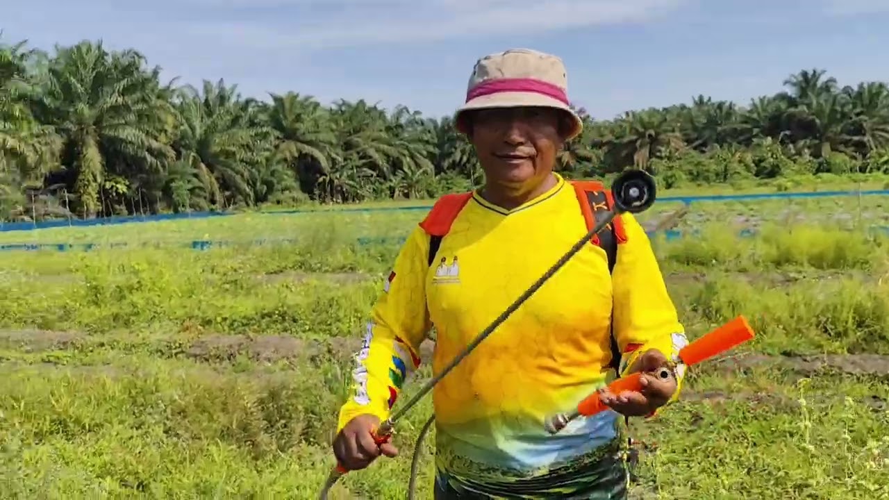 Kegiatan Pra Tanam Sekolah Lapang Swadaya Komoditi Hortikultura Di Morowali