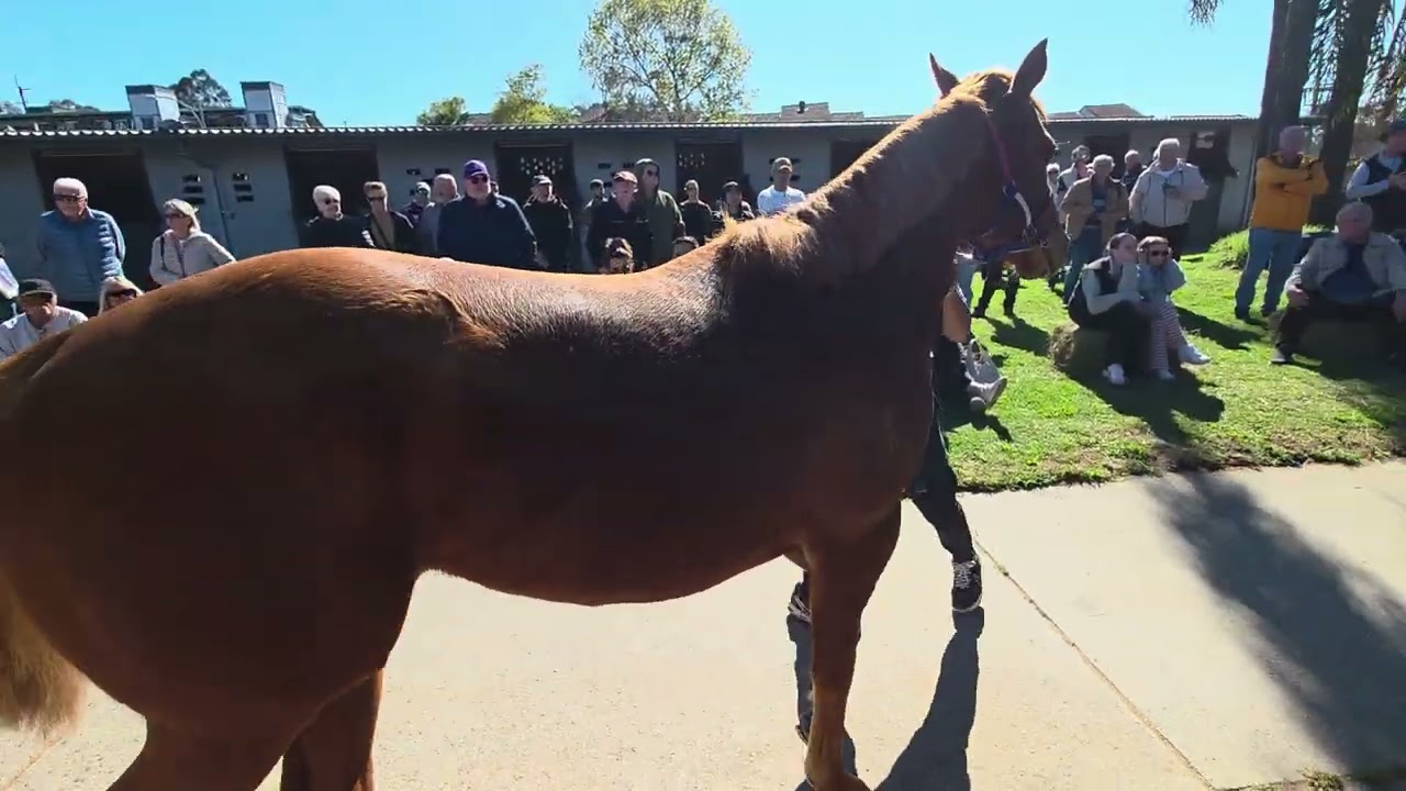 Trapeze Artist x All Banter 2YO Colt - Open Day Parade