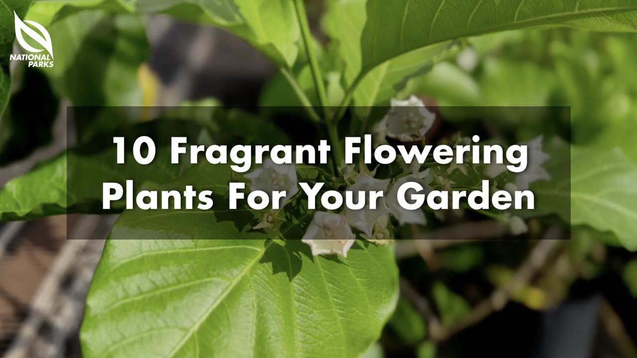 Ten Fragrant Flowering Plants for Your Garden | Gardeners' Day Out
