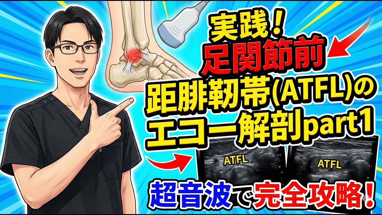 実践！足関節前距腓靭帯(ATFL)のエコー解剖part1
