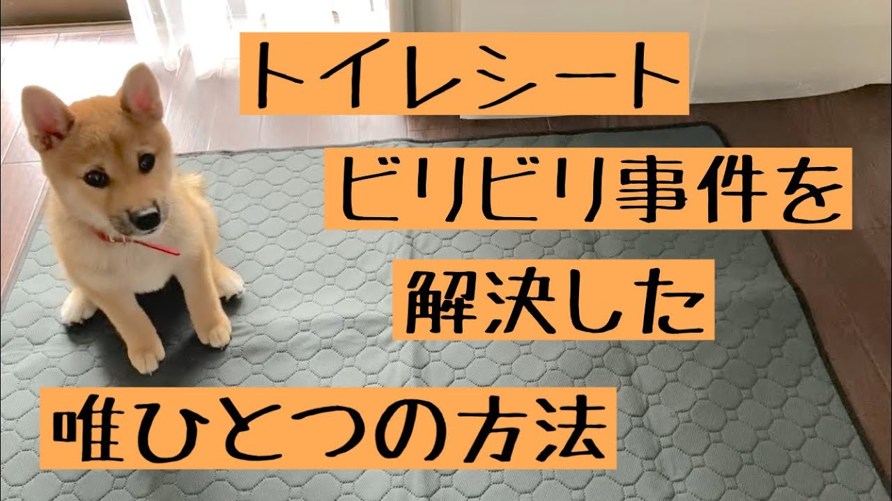 【生後80日】柴犬子犬トイレシートビリビリ事件を解決した唯ひとつの方法