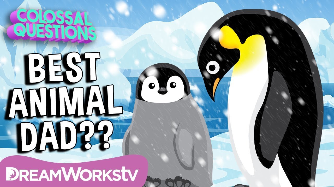 Who&rsquo;s the Best Dad in the Animal Kingdom? | COLOSSAL QUESTIONS