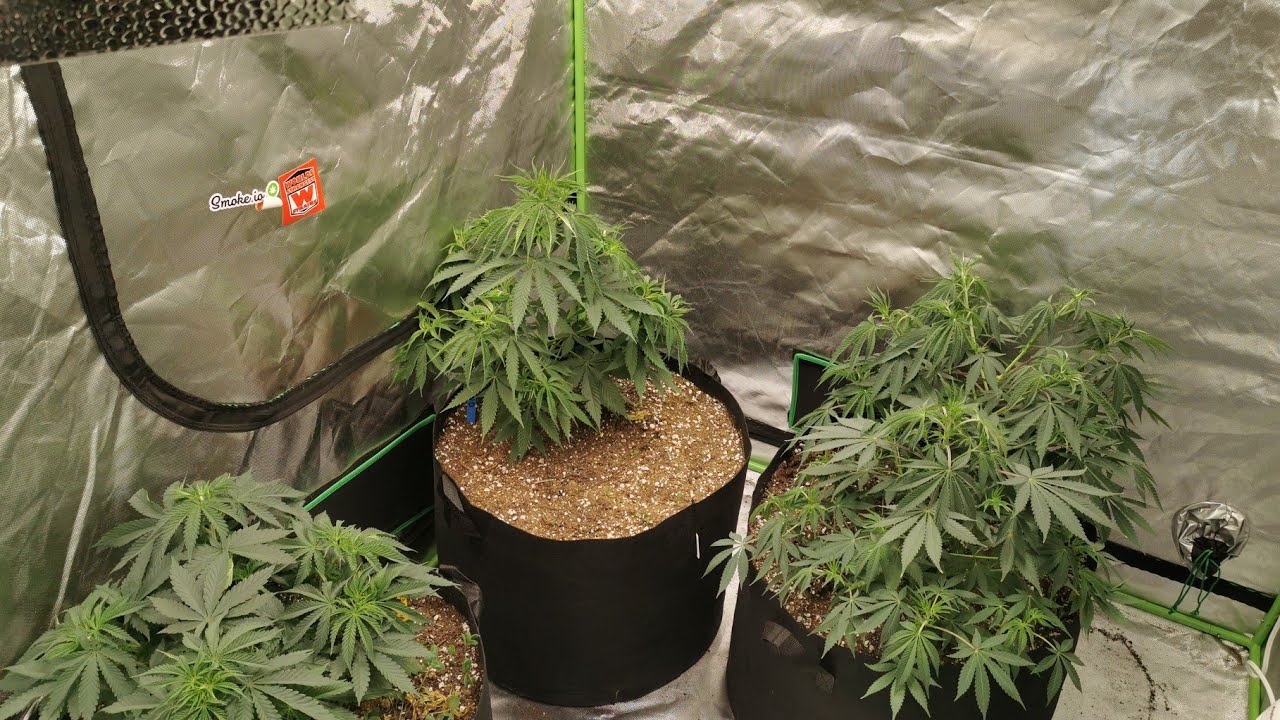 Mars Hydro - TS 600- CBD Dragon - 20 Gallon - Supersoil