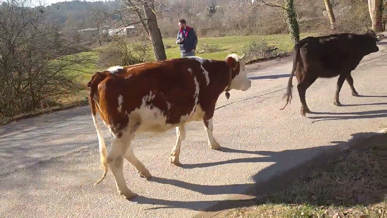 Cows Raided Our Camp 牛がキャンプを襲撃した Sapi Menyerang Perkemahan Kami