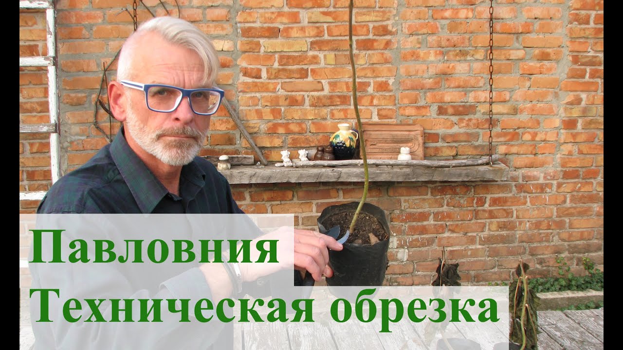 Павловния в конце осени  (Техническая обрезка)