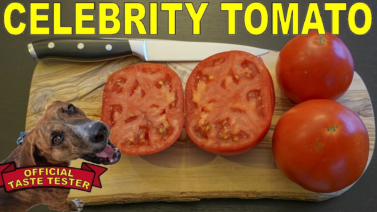 Celebrity Tomato - Disease Resistant Hybrid Tomato With Good Flavor