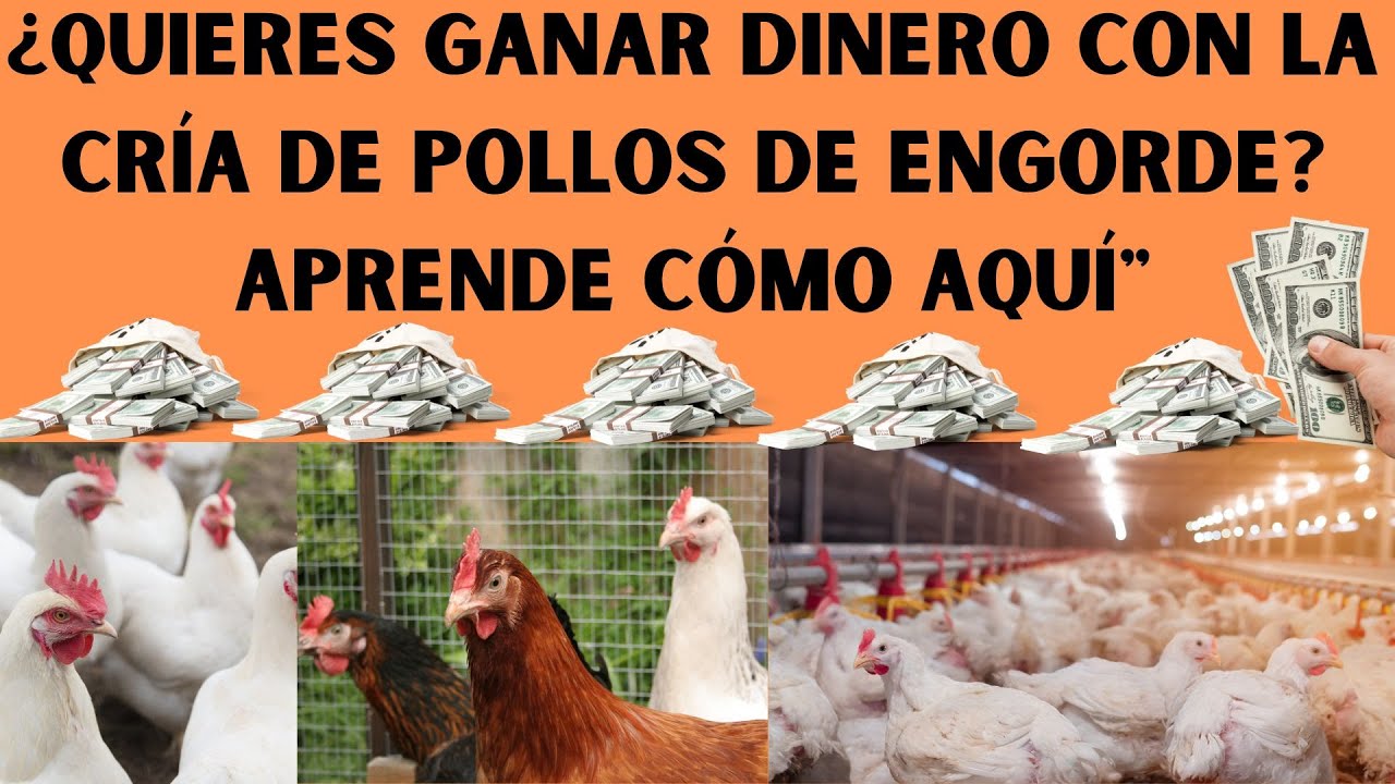📢🤑C&oacute;mo Empezar Un Negocio De Pollos De Engorde 2024🤑📢