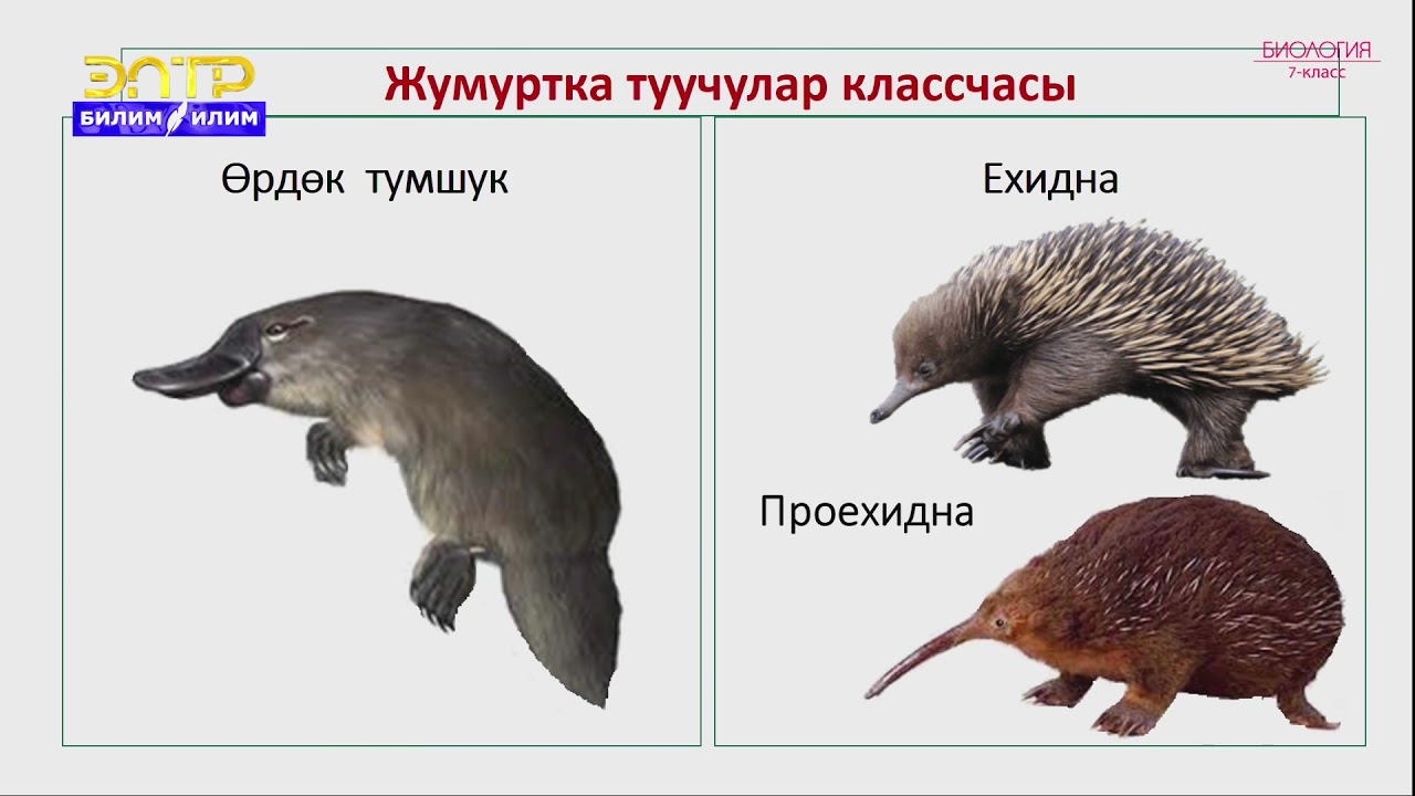 7-класс | Биология | Сүт эмүүчүлөр классы