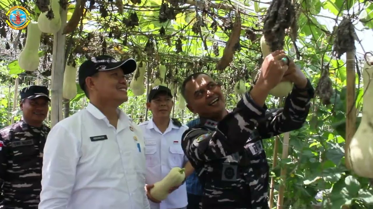 PANEN MELON DI LAHAN KETAHANAN  PANGAN  BINAAN LANAL BENGKULU