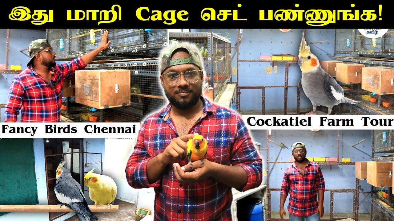 🔴 LIVE VISIT : இதன் என்னோட Birds Room! | Cockatiel Birds Farm | Breeding Cockatiel Pairs | CMT
