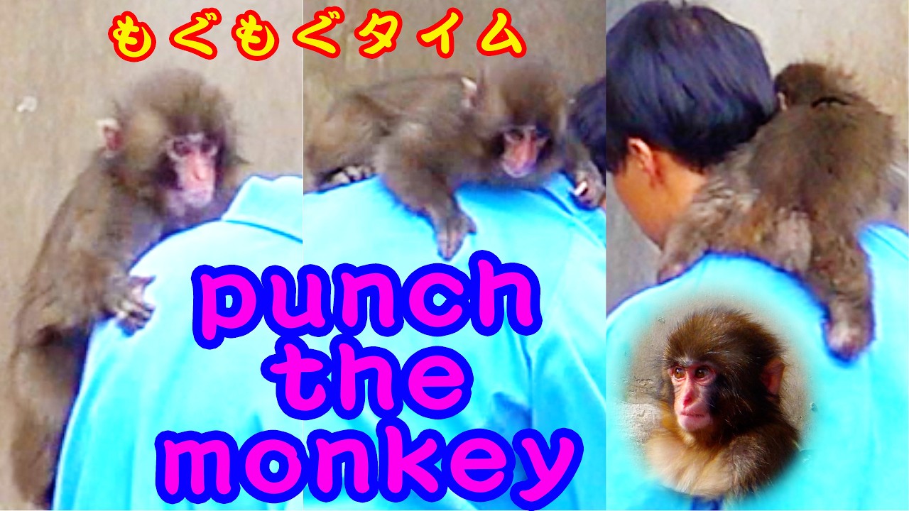 🐒 今日の#がんばれパンチ！🦧 お猿ではありませんPUNCHです 🥊 もう〜大変ですしがみ付き抱っこ！です〜モグモグタイム 😆　ご飯タイム編 🍚Cう